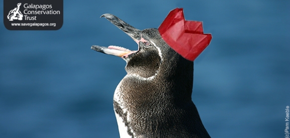 Party Hat Penguin
